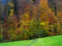 Waldrand in herbstlichen Farben